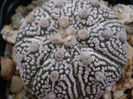 Astrophytum asterias superkabuto