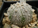 Astrophytum asterias superkabuto