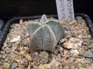 Astrophytum myriostigma