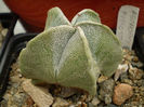 Astrophytum myriostigma