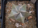 Astrophytum myriostigma