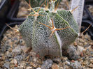Astropytum ornatum