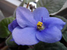 Light Blues - Inmultita de mine