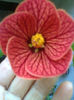 MAX-- floare mare-nuanta de rosu.
