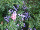DSCF2842