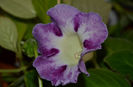 Gloxinia Wings of Dragonfly