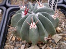 Echinofossulocactus coptonogonus