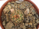 Echinofossulocactus grandicornis