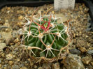 Echinofossulocactus grandicornis