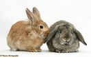 23789-Sandy-Lionhead-cross-and-agouti-Lop-rabbits-white-background