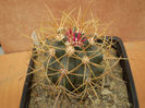 FEROCACTUS CYLINDRACEUS