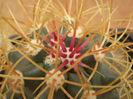 FEROCACTUS CYLINDRACEUS