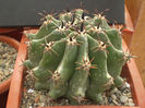 FEROCACTUS HORRIDUS F. BREVISPINUS