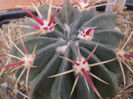 FEROCACTUS LATISPINUS