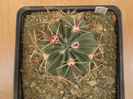 FEROCACTUS LATISPINUS