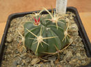 FEROCACTUS MACRODISCUS