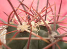 FEROCACTUS PENINSULAE