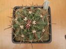 FEROCACTUS TOWNSENDIANUS