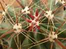 FEROCACTUS TOWNSENDIANUS