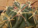 GLANDULICACTUS MATSONII