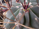 GLANDULICACTUS UNCINATUS