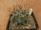 GLANDULICACTUS UNCINATUS