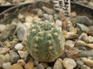 GYMNOCALYCIUM BRUCHII V. BRIGILLAE