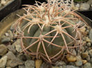 GYMNOCALYCIUM SPEGAZZINI V. PUNILLENSE