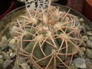 GYMNOCALYCIUM SPEGAZZINI V. PUNILLENSE