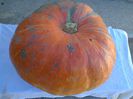 PIE PUMPKIN ORANGE 1899