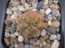 GYMNOCALYCIUM DAMSII SSP.EVAE