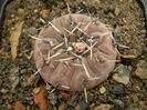 GYMNOCALYCIUM OBDUCTUM
