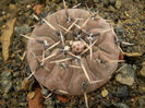 GYMNOCALYCIUM OBDUCTUM