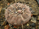 GYMNOCALYCIUM OBDUCTUM
