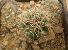 GYMNOCALYCIUM QUEHLIANUM F. RUBRIFLORUS