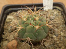 GYMNOCALYCIUM COMARAPENSE V. ALBIPULPA