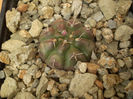 GYMNOCALYCIUM ASTERIUM