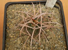 GYMNOCALYCIUM  CATAMARCENSE