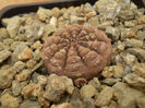 GYMNOCALYCIUM RAGONESEI