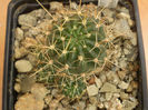 LOBIVIA FULVISETA