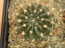 LOBIVIA VIOLACIFLORA