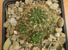 LOBIVIA FAMATIMENSIS