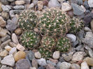 LOBIVIA TIELGELIANA V. PUSILA