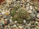 LOBIVIA TIELGELIANA V. PUSILA