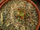 LOBIVIA VARIANS
