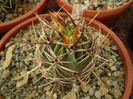 LOBIVIA VARIANS