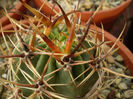LOBIVIA VARIANS