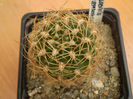 LOBIVIA LEPTACANTHA