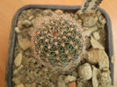 LOBIVIA AMBLAYENSIS