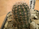 LOBIVIA AMBLAYENSIS